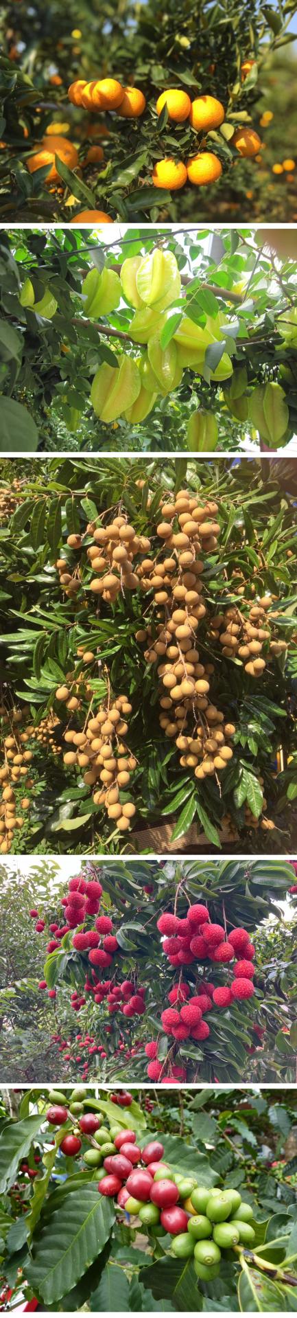 公老坪、台中農場、果園